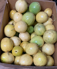 Load image into Gallery viewer, PASSIONFRUIT