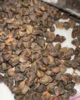 Load image into Gallery viewer, ROSELLE HIBISCUS SEEDS