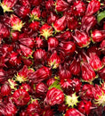 Load image into Gallery viewer, ROSELLE HIBISCUS SEEDS