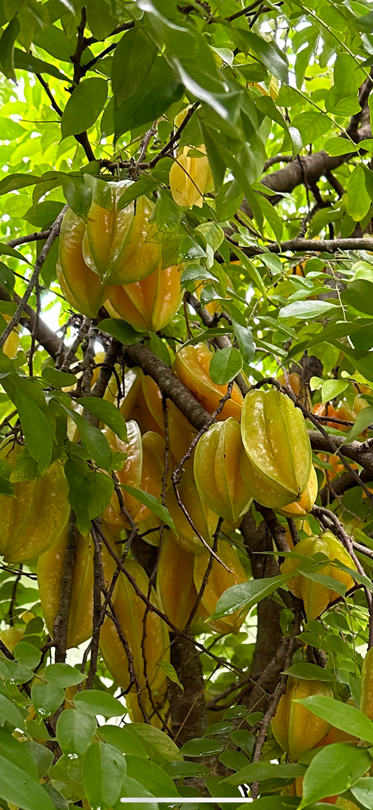 STARFRUIT (CARAMBOLA)