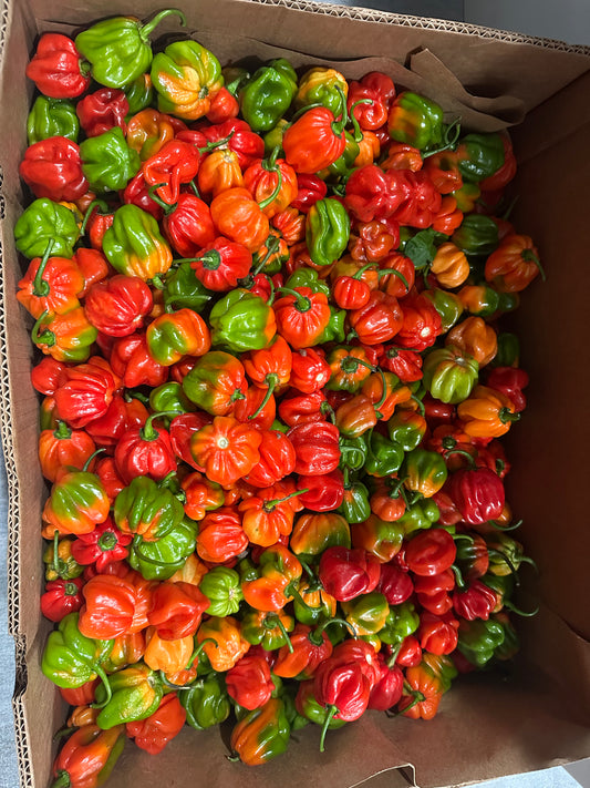 JAMAICAN SCOTCH BONNET PEPPERS