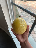 Load image into Gallery viewer, PASSIONFRUIT
