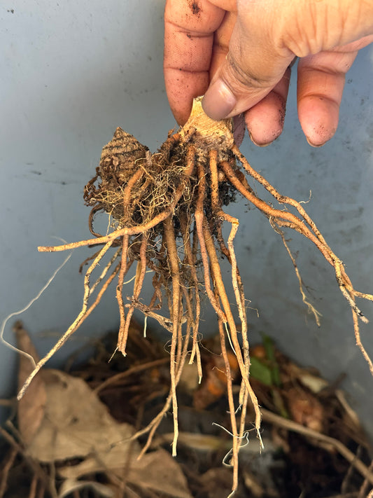 ORGANIC TURMERIC RHIZOME ROOTS