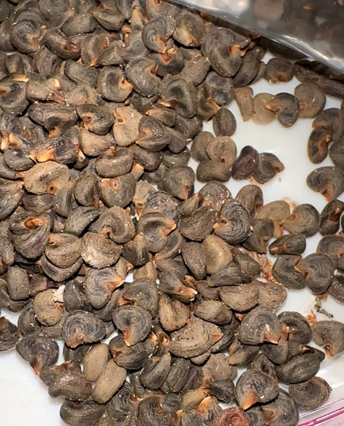 ROSELLE HIBISCUS SEEDS