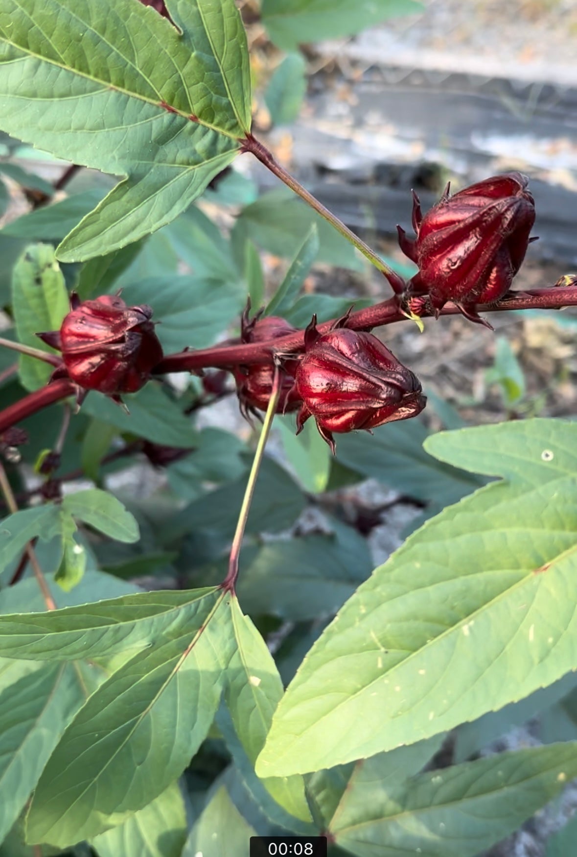 ROSELLE HIBISCUS SEEDS