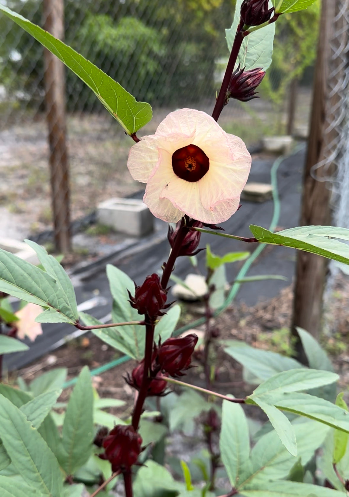 ROSELLE HIBISCUS SEEDS