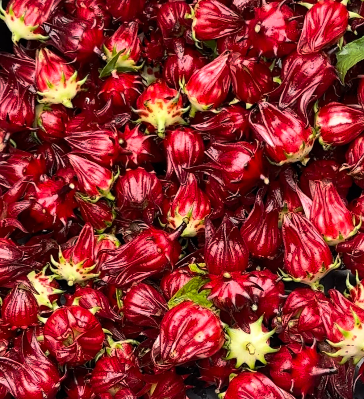 ROSELLE HIBISCUS SEEDS