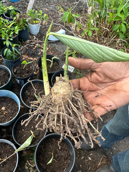 Topi Tambo Live Plant Rhizome